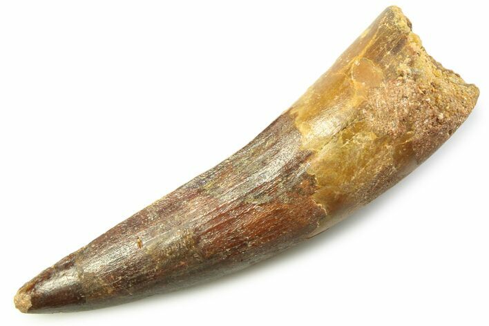 Fossil Spinosaurus Tooth - Real Dinosaur Tooth #357734